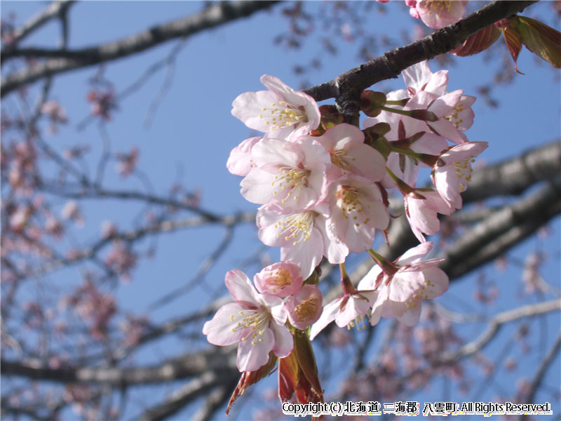 H17.05.13　桜（さらんべ公園）