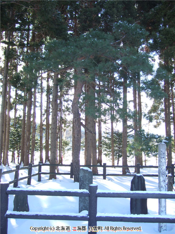 H17.12.29　御所の松（落部）