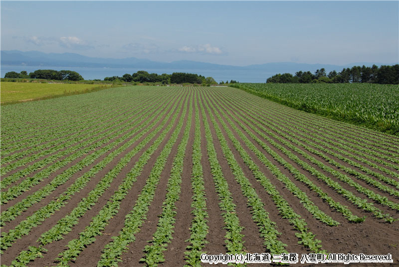 H18.08.05 風景（熱田）