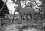 昭和38年　仔牛のブロンズ像