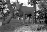 昭和38年　仔牛のブロンズ像