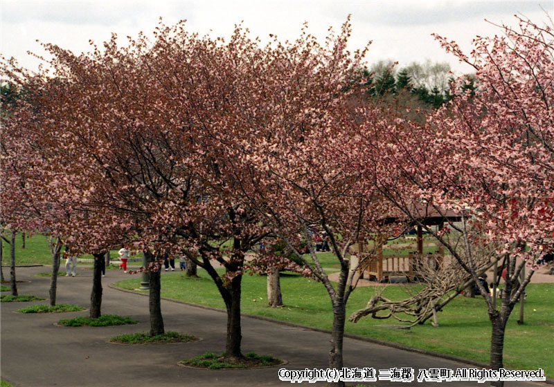 さらんべ公園桜まつり