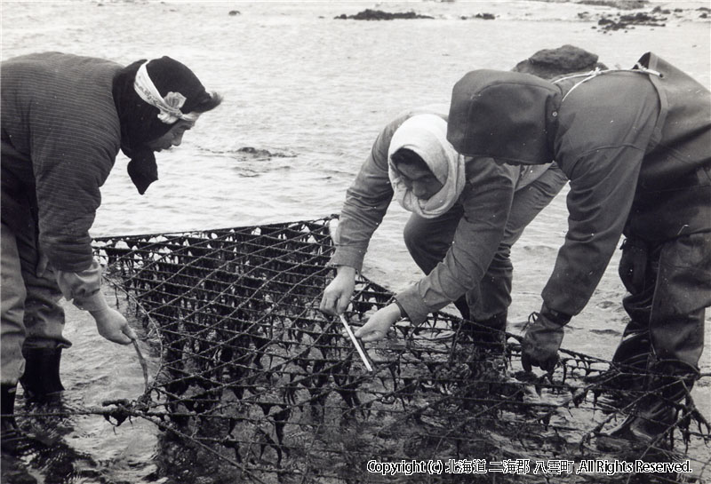 昭和37年頃　海苔養殖の様子