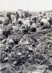 昭和40年頃　刺網の魚はずし作業風景