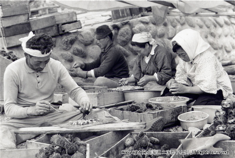 昭和40年代　ウニのむき身作業風景
