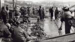 昭和40年代　熊石漁港刺網（メバル）水揚げ風景