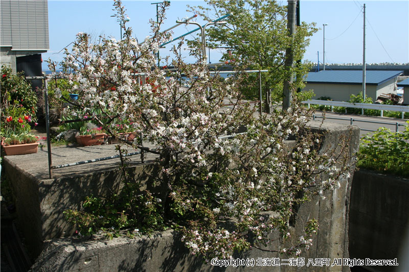 H20.05.12　護岸に咲く桜