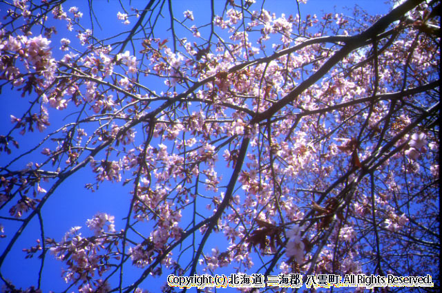 H14　桜（相生公園）