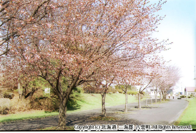 H14　桜（さらんべ公園）