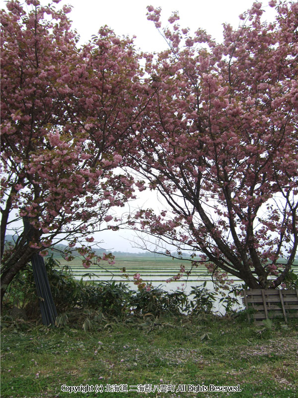 H17.06.07　桜（わらび野） 