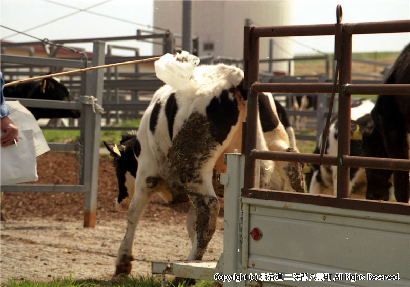 H17.05.06　乳牛育成牧場入牧