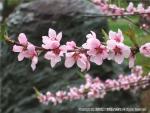 H17.05.24　桜（落部公園） 