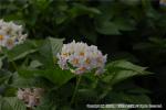 H22.07.06　風景 芋の花