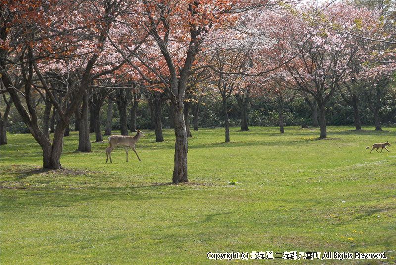 H21.05.08　さらんべ公園、野田生公園