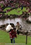 H17.05.08　さらんべ公園桜まつり 