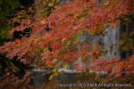 紅葉 H18 秋 雲石峡