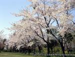 さらんべ公園 桜 春
