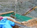 H16.09.28 鮭捕獲作業